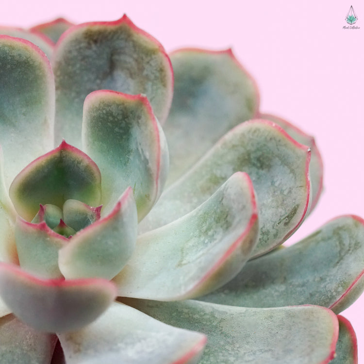 Echeveria Jasiri