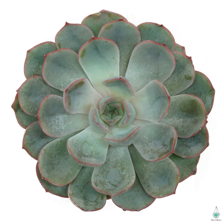 Echeveria Jasiri