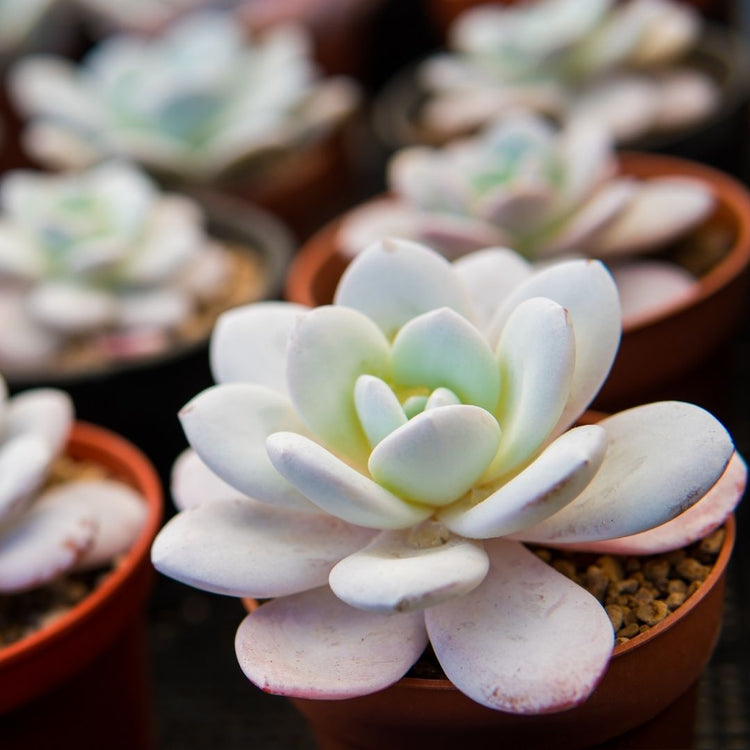 Echeveria Laui