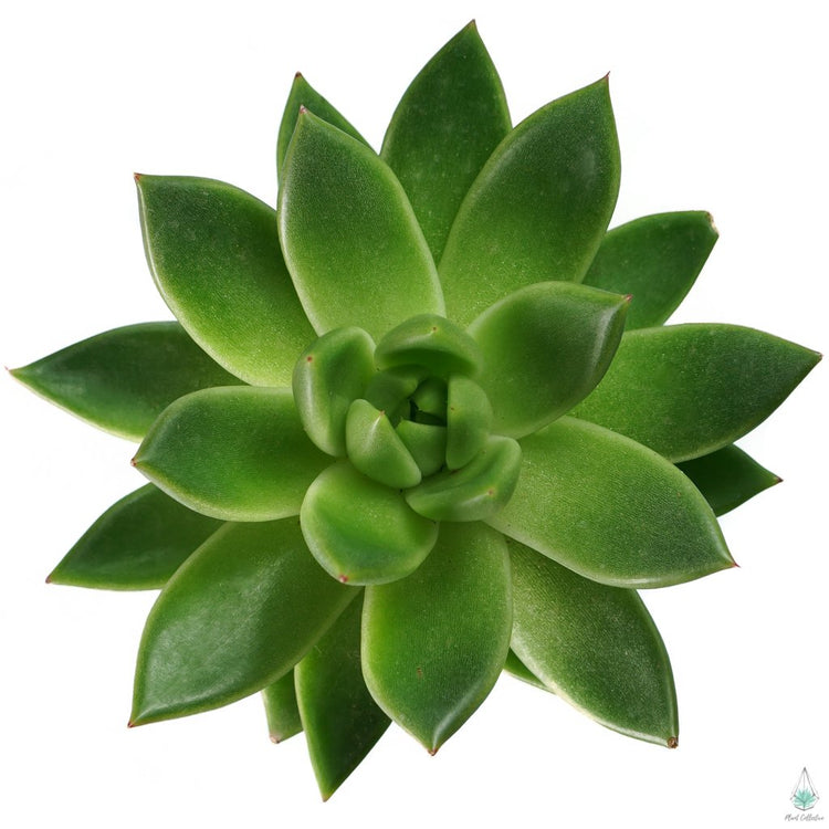 Echeveria Lipstick - Plant Collective
