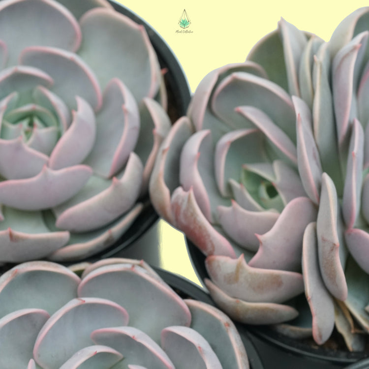 Echeveria Lotus