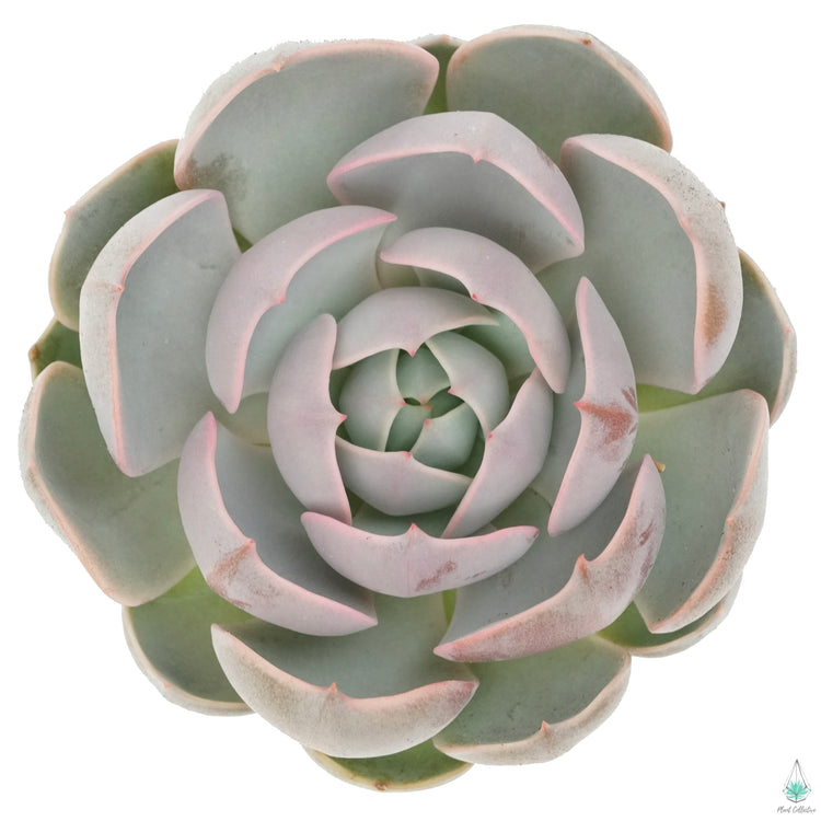 Echeveria Lotus
