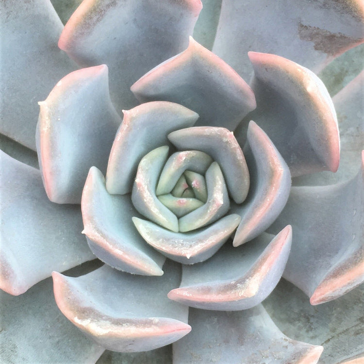 Echeveria Orion