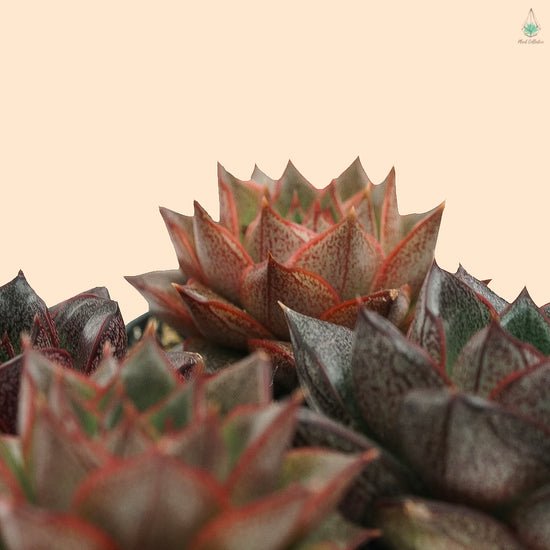 Echeveria Purpusorum - Plant Collective