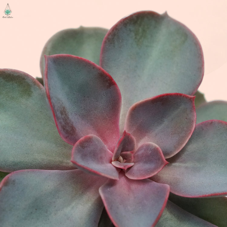 Echeveria Red Sky
