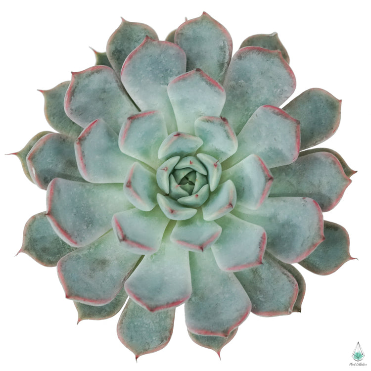 Echeveria Texensis Rosea