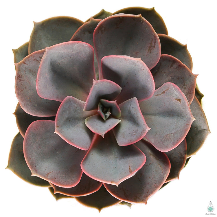 Echeveria Red Sky