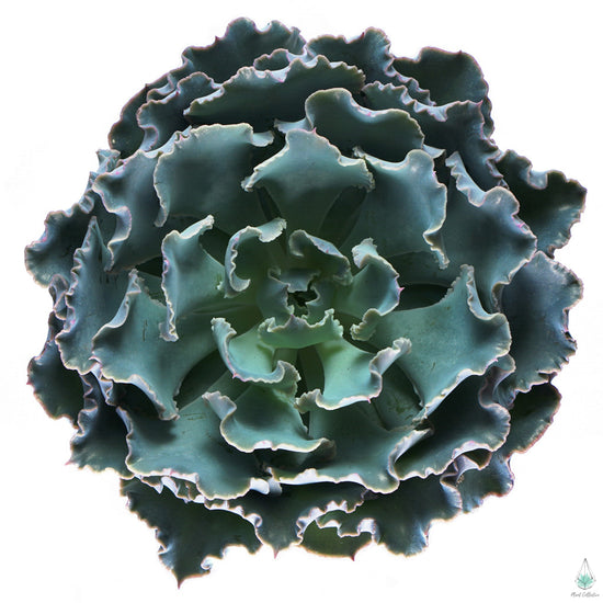 Echeveria Truffles - Plant Collective