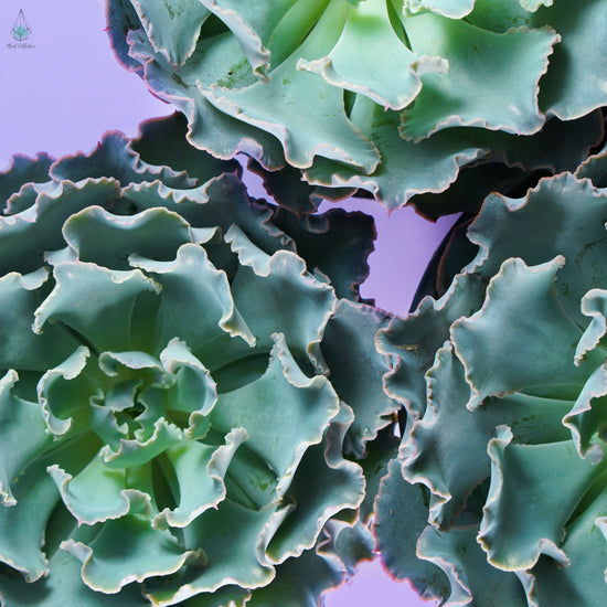 Echeveria Truffles - Plant Collective