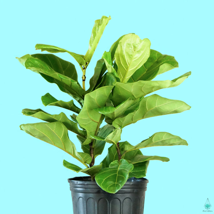 Fiddle Leaf Fig (Bush Form)