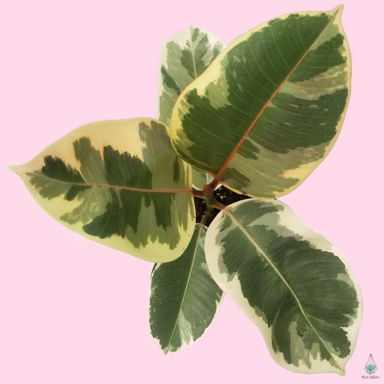 Ficus Elastica "Tineke"