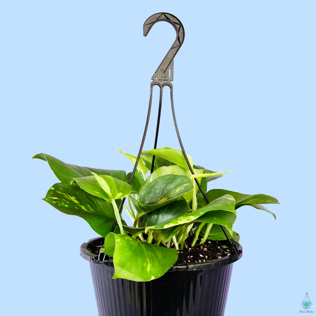 walmart golden pothos Golden Pothos