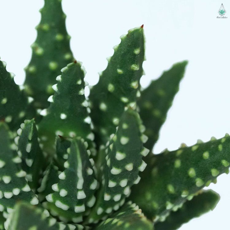 Haworthia Pumila "Donuts"