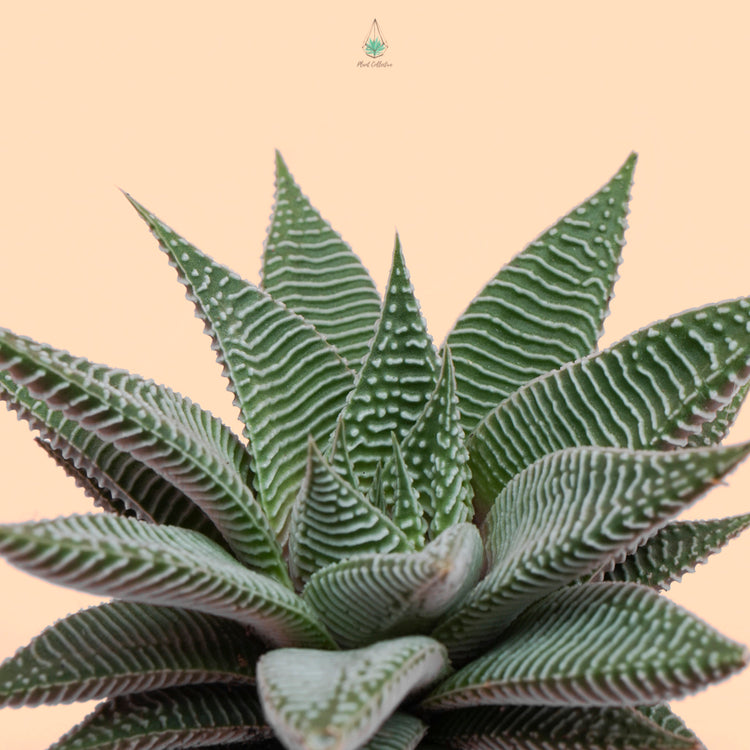 Haworthia "Fairy Washboard" - Plant Collective