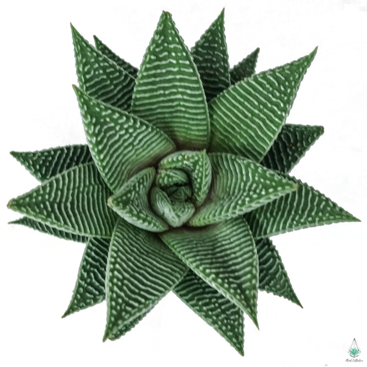Haworthia "Fairy Washboard" White