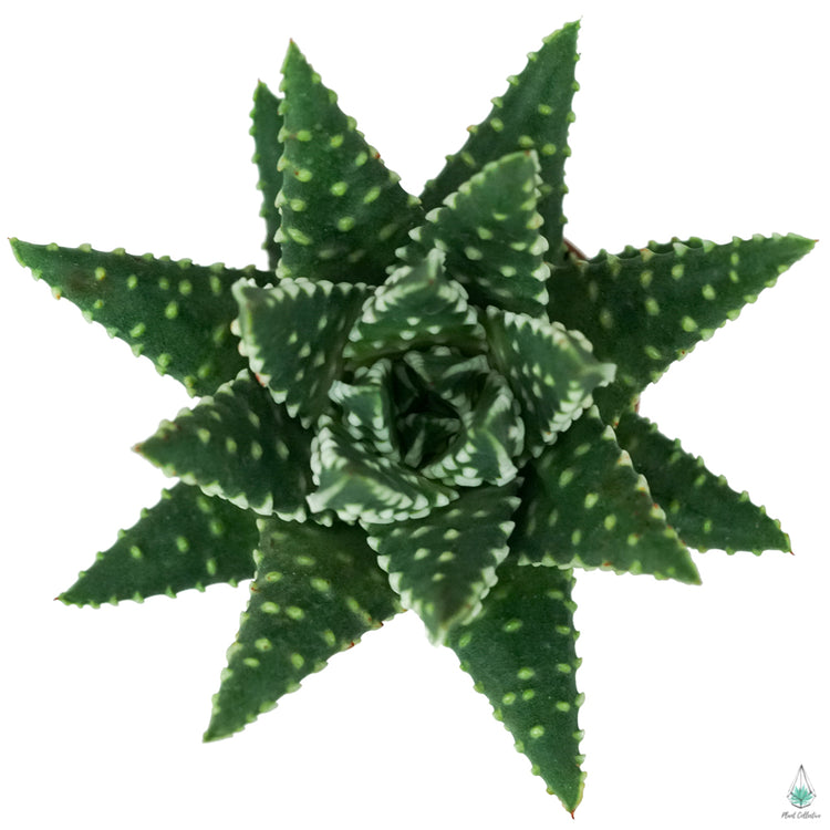 Haworthia Pumila "Donuts"