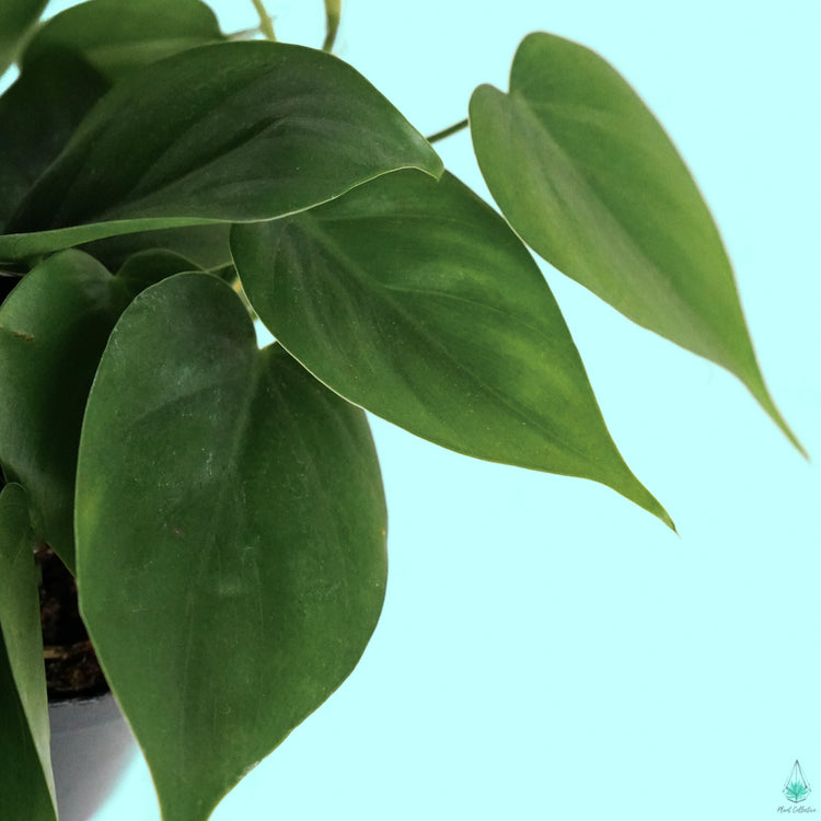 Heartleaf Philodendron