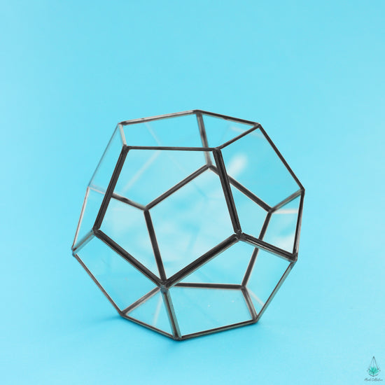 DIY Succulent Terrarium Kit - Hira - Plant Collective