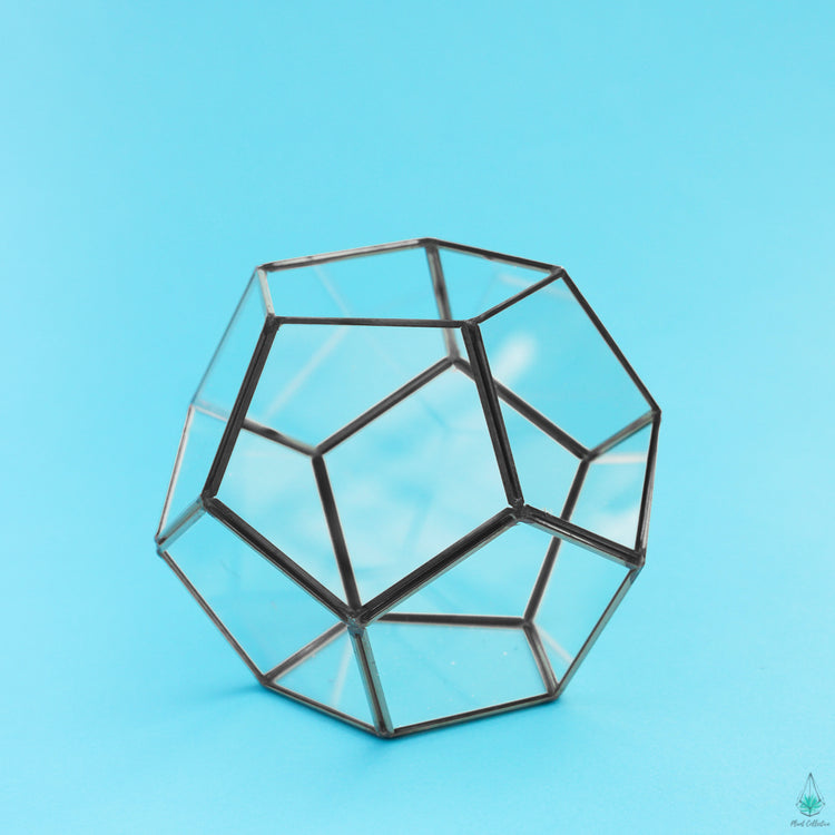 DIY Succulent Terrarium Kit - Hira - Plant Collective