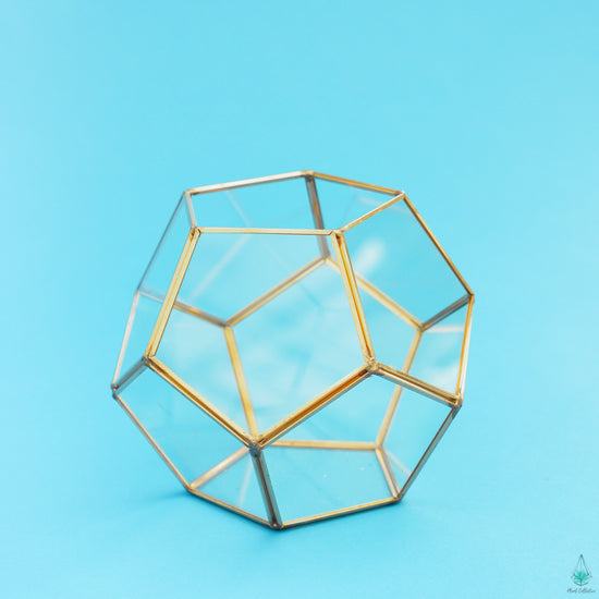 DIY Succulent Terrarium Kit - Hira - Plant Collective