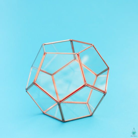 DIY Succulent Terrarium Kit - Hira - Plant Collective