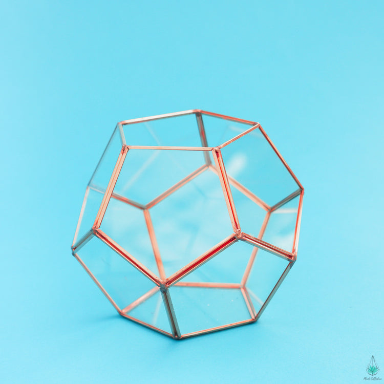 DIY Succulent Terrarium Kit - Hira - Plant Collective