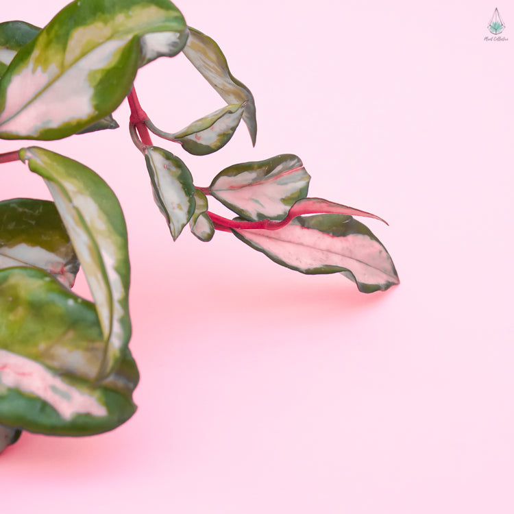 Hoya Krimson Princess
