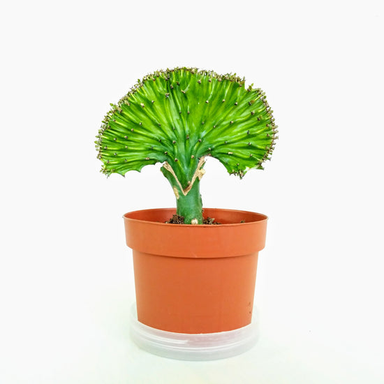 Coral Cactus (Euphorbia) - Plant Collective