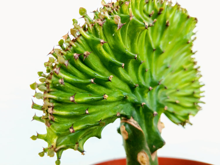 Coral Cactus (Euphorbia) - Plant Collective