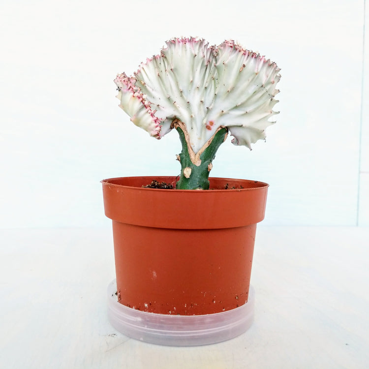 Coral Cactus (Euphorbia) - Plant Collective