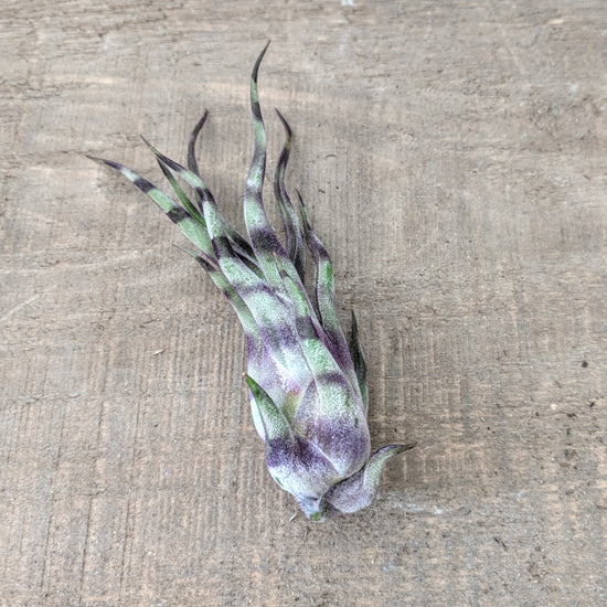Striped Tillandsia Medusa (Purple) - Plant Collective
