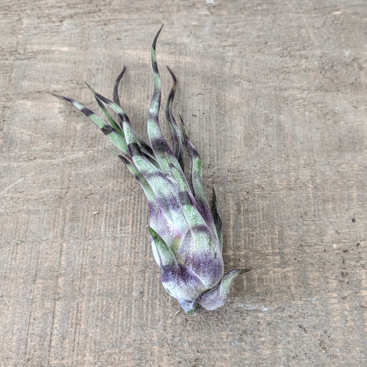 Striped Tillandsia Medusa (Purple) - Plant Collective
