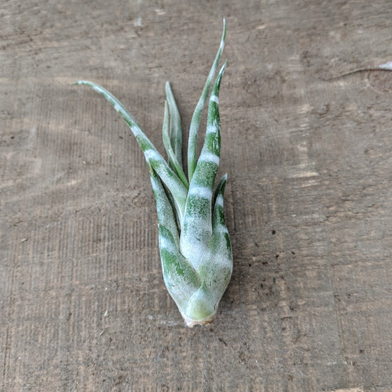 Striped Tillandsia Medusa (White) - Plant Collective