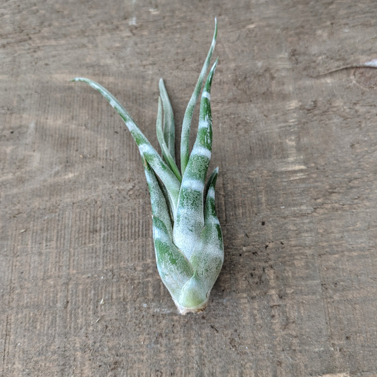 Striped Tillandsia Medusa (White) - Plant Collective