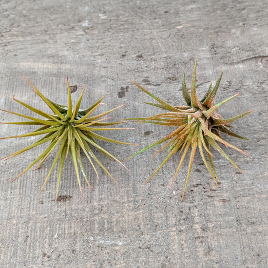 Blooming Tillandsia Ionantha (ORANGE) - Plant Collective
