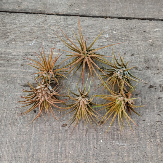 Blooming Tillandsia Ionantha (ORANGE) - Plant Collective