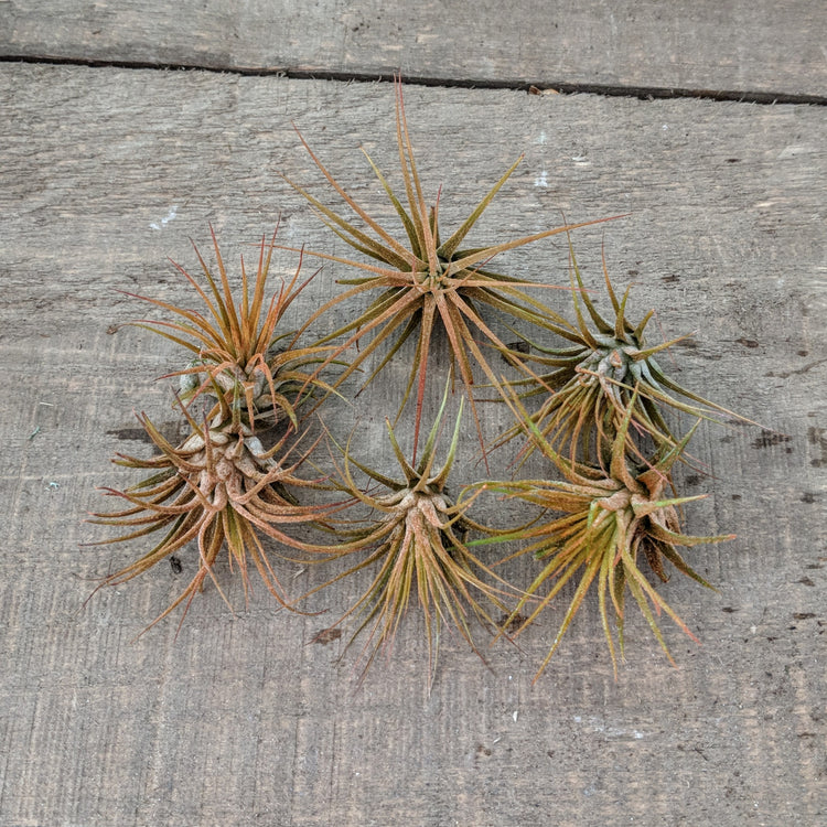 Blooming Tillandsia Ionantha (ORANGE) - Plant Collective