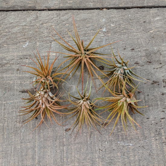 Blooming Tillandsia Ionantha (ORANGE) - Plant Collective