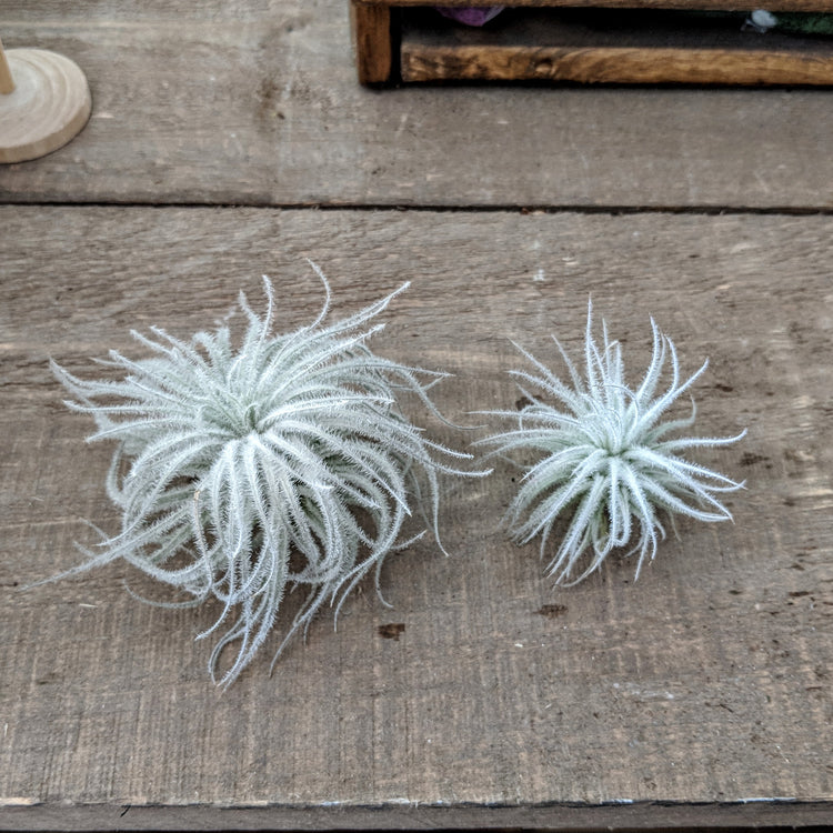 Tillandsia Tectorum (Ultra Rare) - Plant Collective