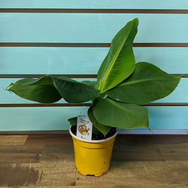 Banana Plant - Plant Collective