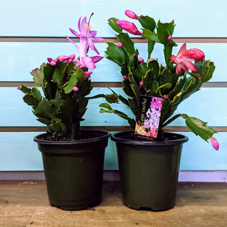 Holiday (Christmas) Cactus - Plant Collective