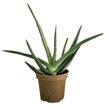Aloe Vera - Plant Collective