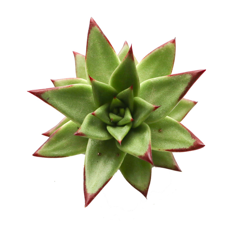 Echeveria Agavoides 'Ebony' - Plant Collective