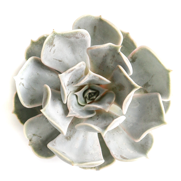 Echeveria Lila Cina - Plant Collective