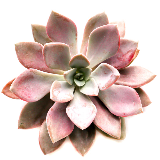 Graptoveria "Debbie" - Plant Collective