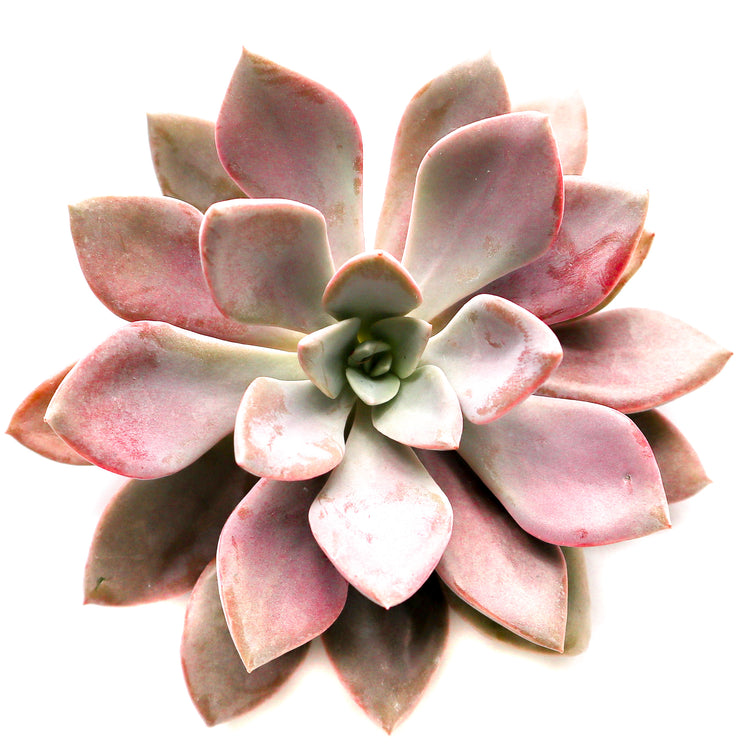 Graptoveria "Debbie" - Plant Collective