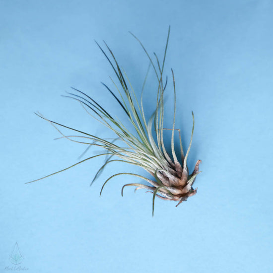 Tillandsia Filifolia Air Plant - Plant Collective
