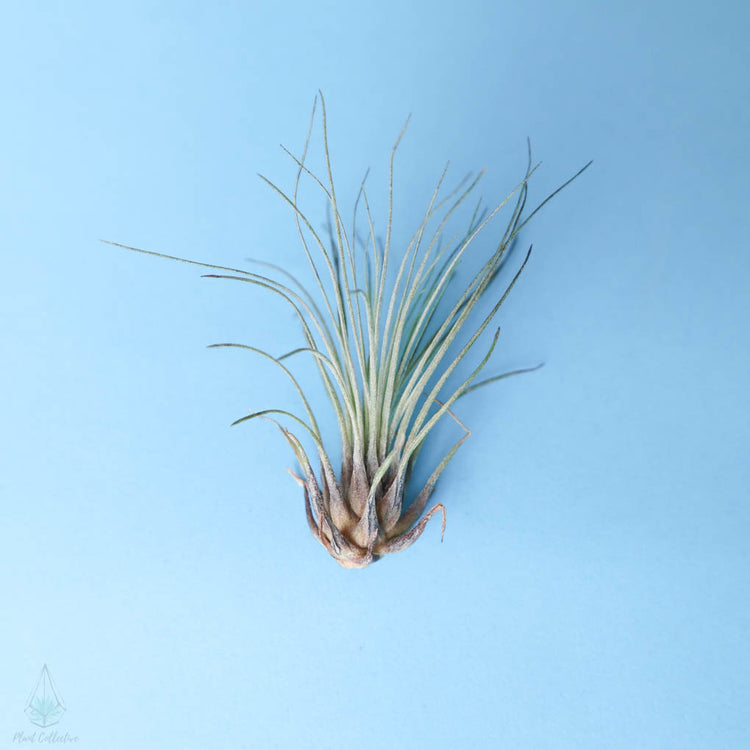 Tillandsia Filifolia Air Plant - Plant Collective