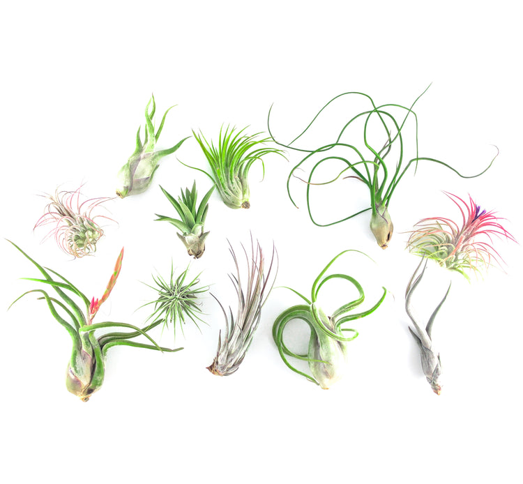 Air Plant Party Pack (Assorted Sizes) - Plant Collective