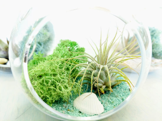 DIY Air Plant Terrarium Kit - Hanging Globe - Plant Collective